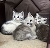Котята серебристые шиншилы прямоухие 