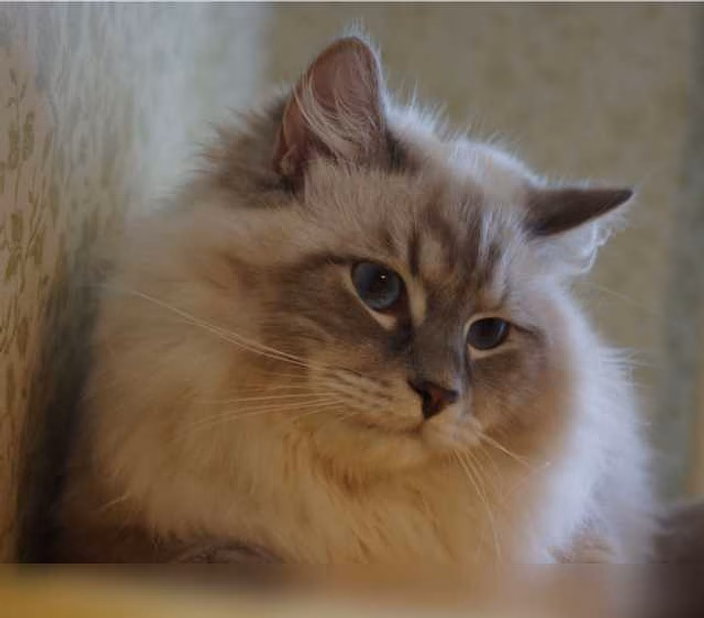 Продам: котята из питомника, порода Сибирские в Москве