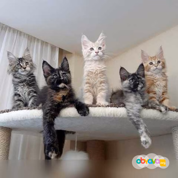 Продам: мейн кун (Вотсапп +79861722996)