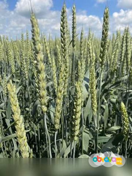 Продам: семена пшеницы озимой купить Акапелла в Ростове-на-Дону