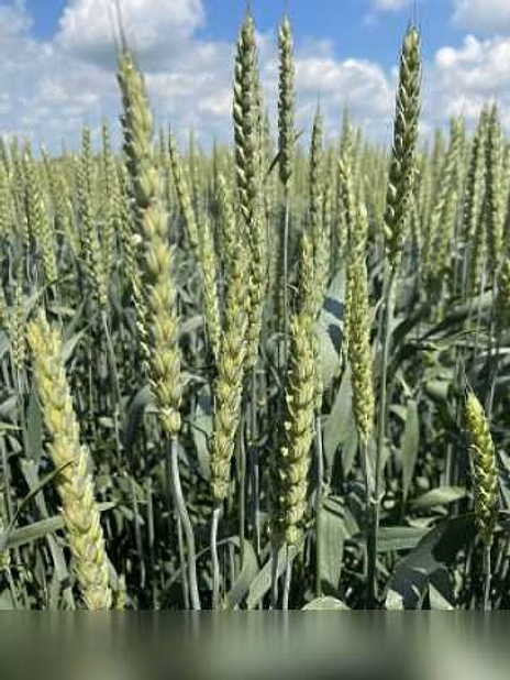 Продам: семена пшеницы озимой купить Акапелла в Ростове-на-Дону