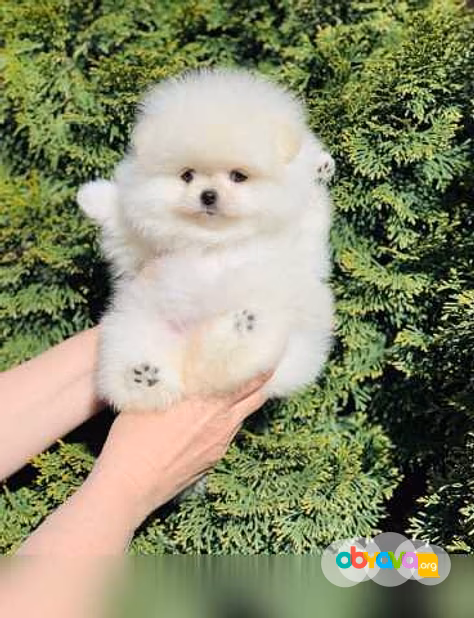 Продам: щенки Шпиц. Щеночки Шпица