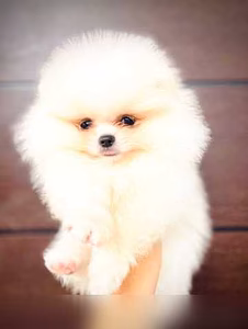 Продам: чистокровные щеночки померанского шпица