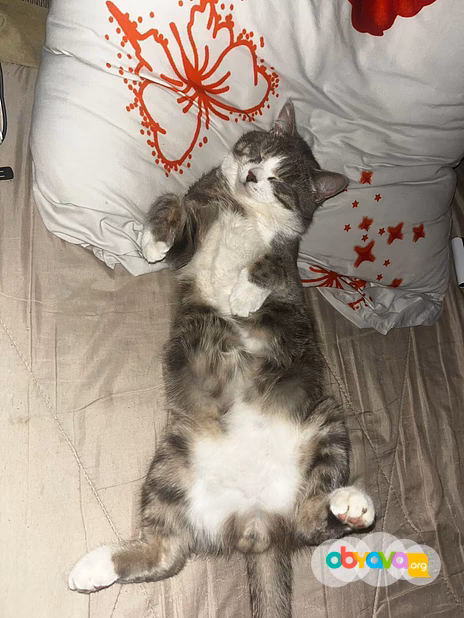 Кот