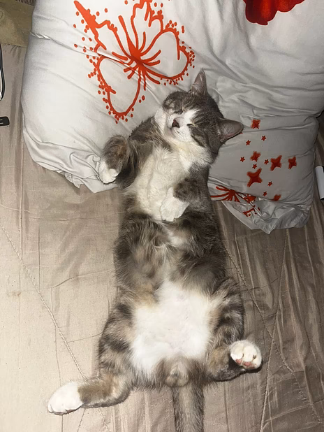 Кот