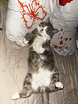 Кот