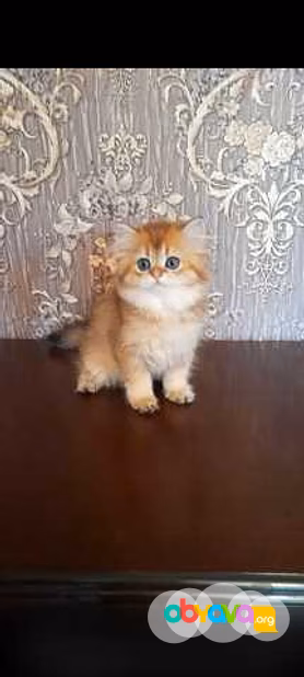 Продам: клубные котята (золотая шиншилла)