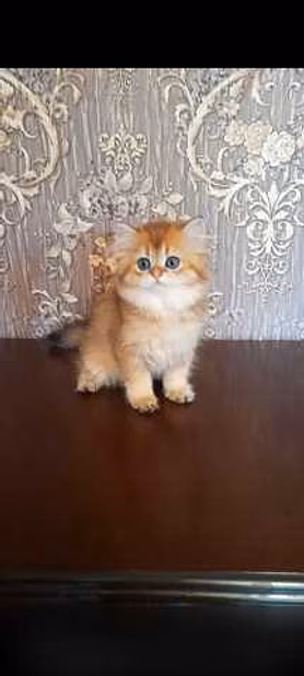 Продам: клубные котята (золотая шиншилла)