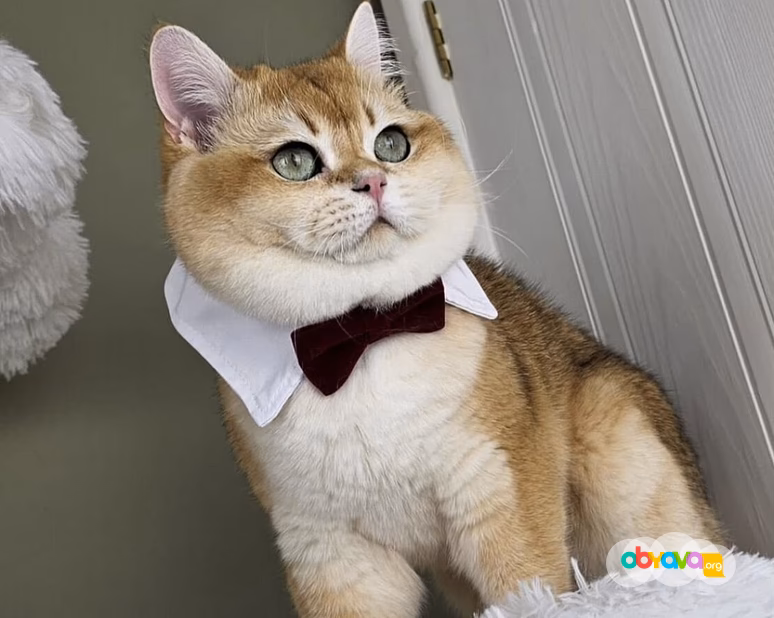 Шотландские вислоухие котята короткошёрстная