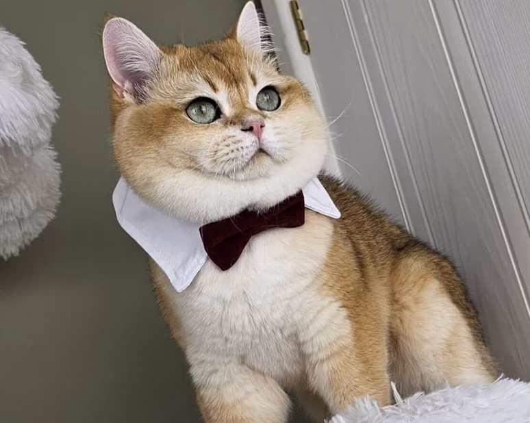 Шотландские вислоухие котята короткошёрстная