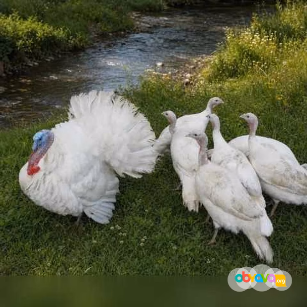 Продам: куры несушки. Петушки, Утки, Индюки в Пскове
