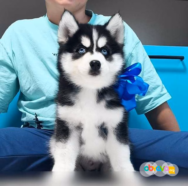 Продам: хаски щенки