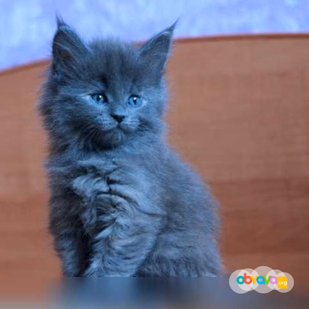 Продам: мейн кун в Химках