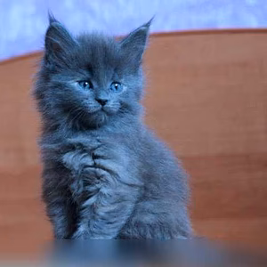 Продам: мейн кун в Химках