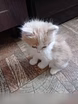 Предложение: котята в Прокопьевске