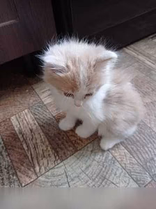 Предложение: котята в Прокопьевске