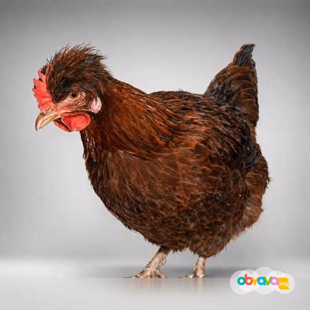 Продам: куры несушки молодки, Цыплята, Петухи в Пскове