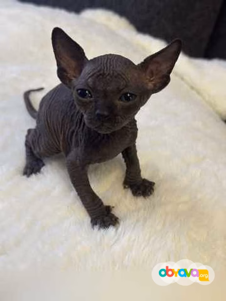 Продам: котята сфинкс (WhatsApp +79861722996)