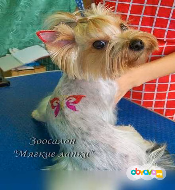 Предложение: стрижка собак, кошек. Зоосалон в Клину