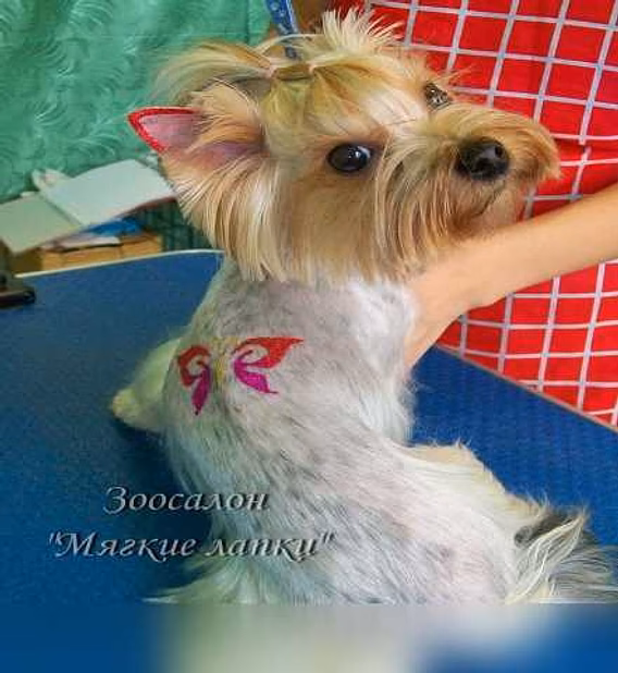 Предложение: стрижка собак, кошек. Зоосалон в Клину