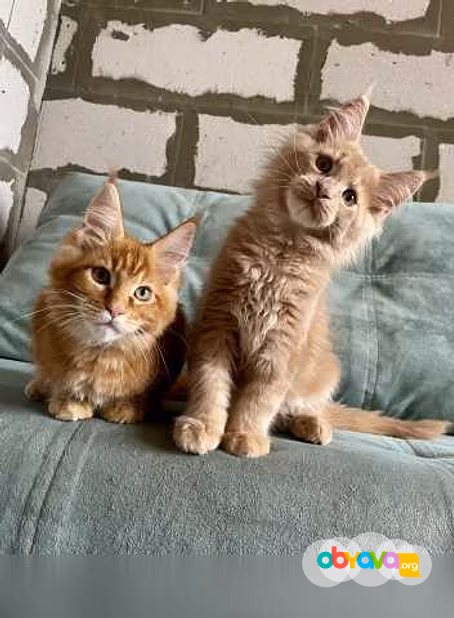 Продам: котята мейн-кун в Иркутске