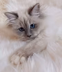 Священная бирма-котята