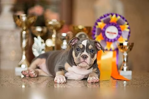 Предложение: американский Булли Щенки Покет в Тольятти