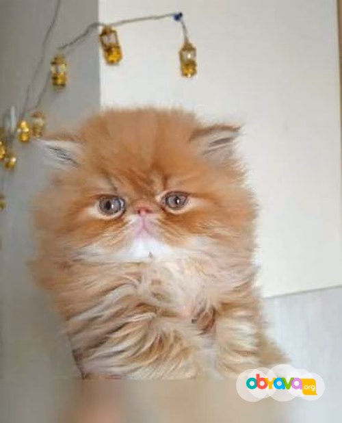 Продам: персидские котята (Вотсапп +79861722996)
