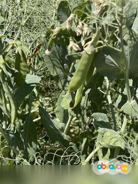 Продам: семена гороха ярового купить Усатый