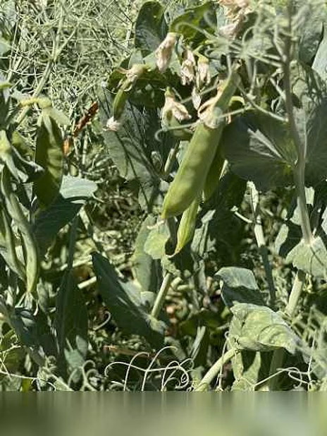 Продам: семена гороха ярового купить Усатый