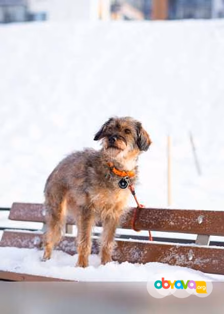 Отдам даром: редкой внешности собачка в Санкт-Петербурге