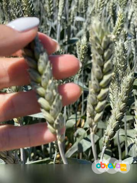 Продам: семена пшеницы озимой купить Агрофак100