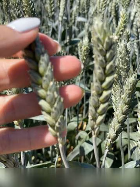 Продам: семена пшеницы озимой купить Агрофак100