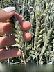 Продам: семена пшеницы озимой купить Агрофак100