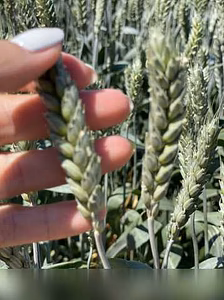 Продам: семена пшеницы озимой купить Агрофак100