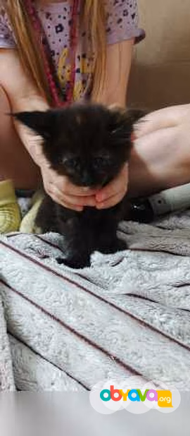 Продам: котята мейн-кун в Челябинске