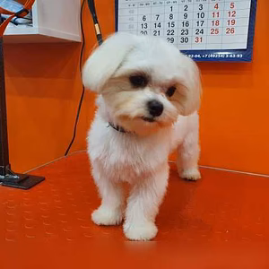 Предложение: стрижка собак и кошек в Липецке