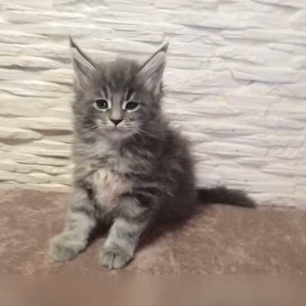 Продам: мейн кун котята (Вотсапп +79861722996)
