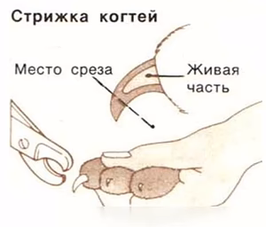 Предложение: стрижка когтей у кошек на дому Балаково