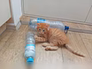 Предложение: котенка в Советске