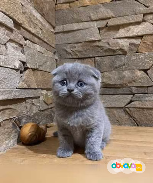 Шотландские котята 