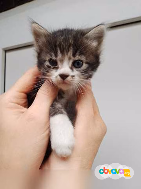 Предложение: отдам бесплатно в Новороссийске