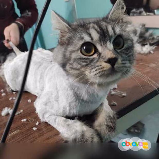 Предложение: груминг собак и кошек в Пензе