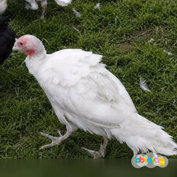 Продам: куры несушки. Петушки, Утки, Индюки в Пскове