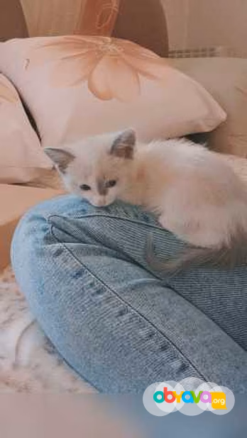 Предложение: отдам малышей в заботливые ручки!♥️ в Ангарске