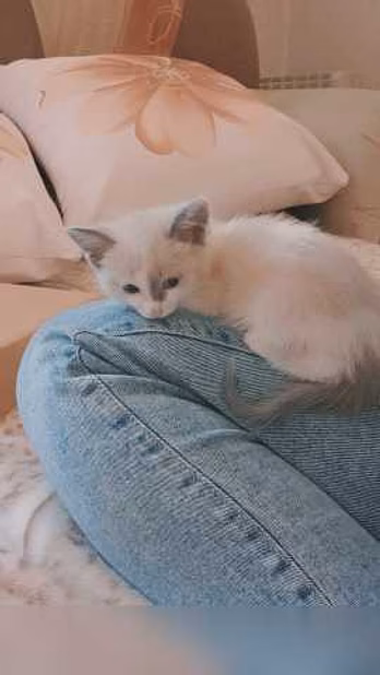 Предложение: отдам малышей в заботливые ручки!♥️ в Ангарске