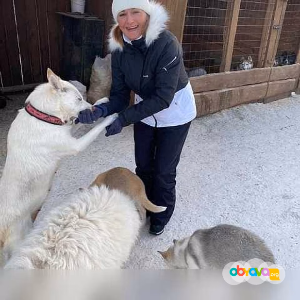 Стрижка собак и кошек в Москве