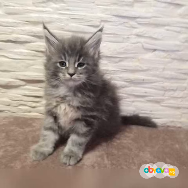 Продам: мейн кун (WhatsApp +79861722996)