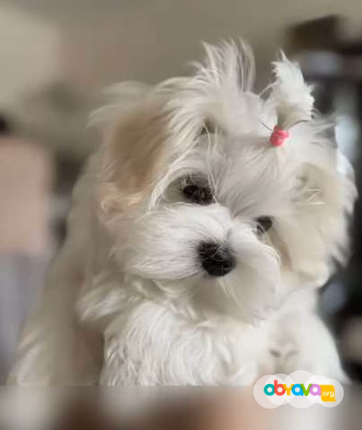 Продам: щенки мальтезе