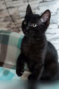 Предложение: котенок в добрые руки в Санкт-Петербурге